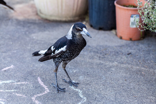 Magpie Bird On Back Patio With Chalk Scribbles On Concrete