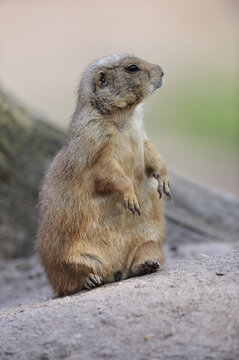 Portrait of Black-tailed Prairie Dog (Cynomys ludovicianus) Standing on Hind Legs in Zoo, Nuremberg, Bavaria, Germany