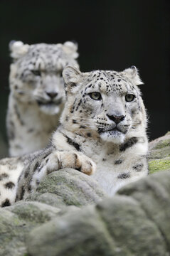 Portrait of Snow Leopards (Panthera unica) in Zoo, Nuremberg, Bavaria, Germany