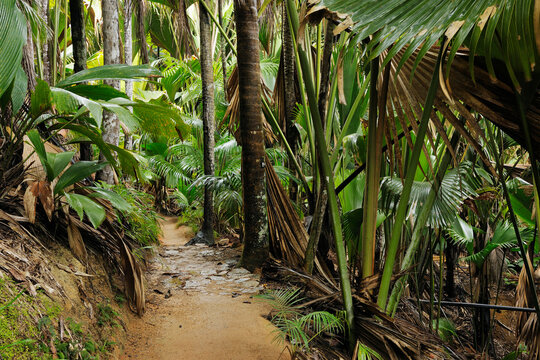 Pathway through Rainforest of Vallee de Mai Nature Preserve, Praslin, Seychelles