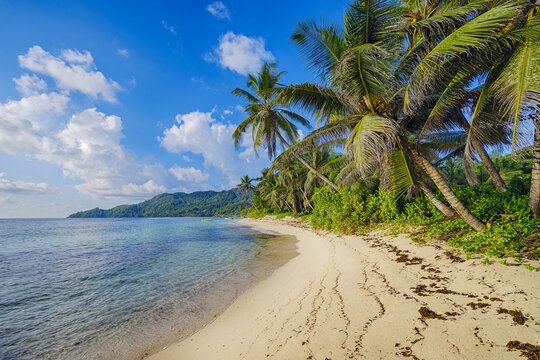 Anse Forbans Shoreline with Palm Trees, Mahe, Seychelles