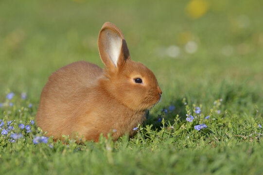 Portrait of Baby Rabbit in Spring Meadow, Bavaria, Germany