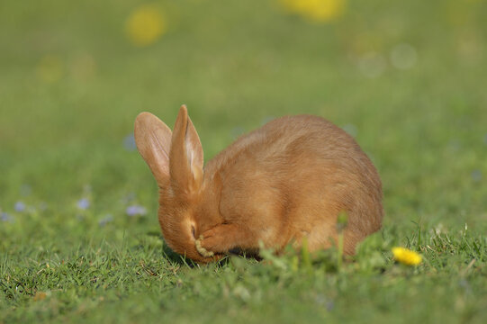 Portrait of Baby Rabbit Cleaning it's Face in Spring Meadow, Bavaria, Germany