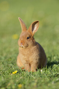 Portrait of Baby Rabbit in Spring Meadow, Bavaria, Germany