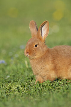 Portrait of Baby Rabbit in Spring Meadow, Bavaria, Germany