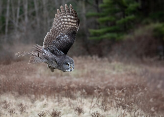The great grey  is a very large owl  the largest species of owl by length. The owl has dense, fluffy plumage, long wings and tail, and a large head with no ear-tufts. Great owl in flight hunting.
