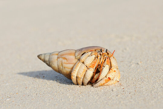 Close-up of Hermit Crab (Anomura) on Sand of Beach, La Digue, Seychelles