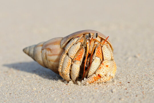 Close-up of Hermit Crab (Anomura) on Sand of Beach, La Digue, Seychelles