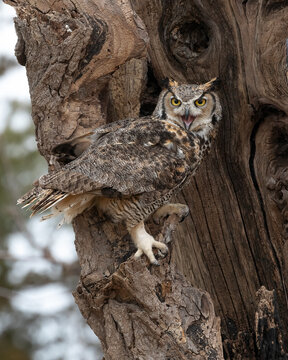The great horned, also known as the tiger owl or the hoot owl, is a large raptor native to the Americas. The great horned bird is generally colored for camouflage. This is an adult perched on a tree.