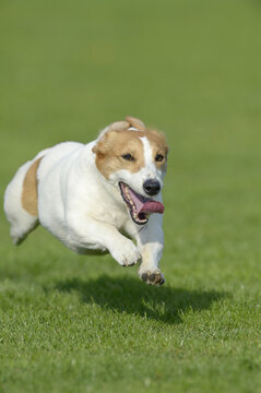 Jack Russel Terrier Running in Meadow, Bavaria, Germany