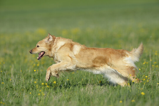 Hovawart Running in Meadow in Spring, Bavaria, Germany