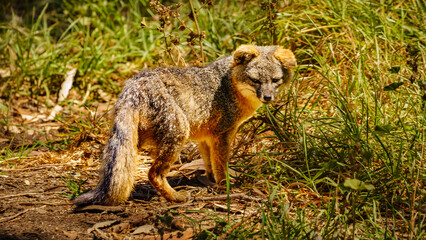 Island Fox on Channel Islands National Park, Santa Cruz Island California, USA