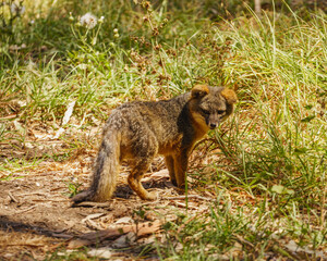 Island Fox on Channel Islands National Park, Santa Cruz Island California, USA
