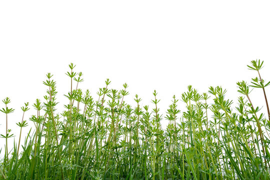 Hedge Bedstraw (Galium mollugo) Leaves in Spring on White Background