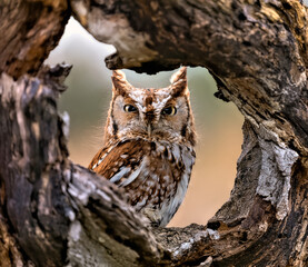 The eastern screech owl or eastern screech-owl, is a small owl. Small, stocky owl with large head...