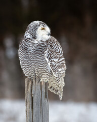 The snowy owl, also known as the Polar or Arctic owl it is a large, white bird.  Females or immatures are white with dark throughout except the face which is always white. Female perched on a post.