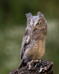 The eastern screech owl or eastern screech-owl, is a small owl. Small, stocky owl with large head and no neck. Pointed ear tufts are often raised.  Color from gray to bright rYoung Eastern Screech Owl