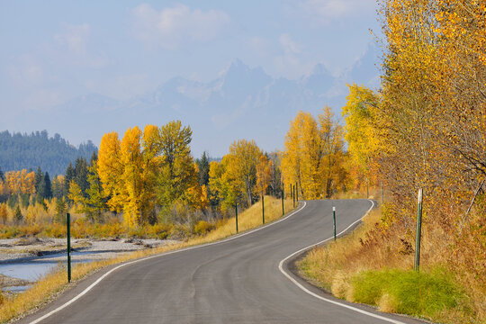 Country Road with American Aspens (Populus tremuloides) in Autumn Foliage, Grand Teton National Park, Wyoming, USA