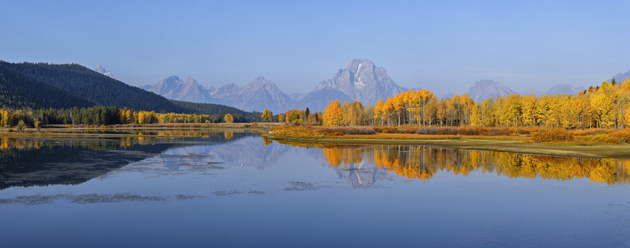 Oxbow Bend of Snake River with Mt Moran and American Aspens (Populus tremuloides) in Autumn Foliage, Grand Teton National Park, Wyoming, USA