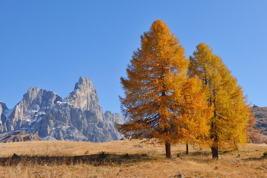 European Larch (Larix decidua) Trees in Autumn Foliage with Cimon della Pala in Pale di San Martino, Passo Rolle, Parco Naturale Paneveggio Pale di San Martino, Trentino-Alto Adige, Trento District, T