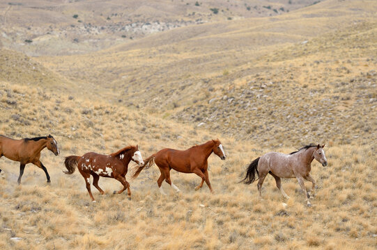 Wild horses running in wilderness, Rocky Mountains, Wyoming, USA