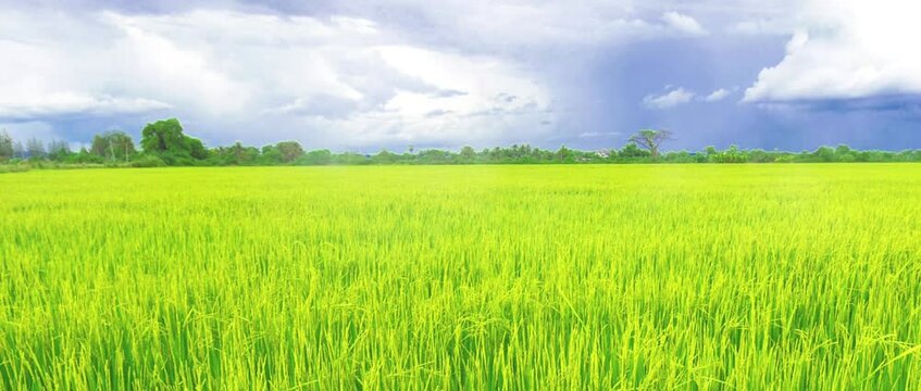agricultural conditions in the area of ​​rice fields in the misty mountains