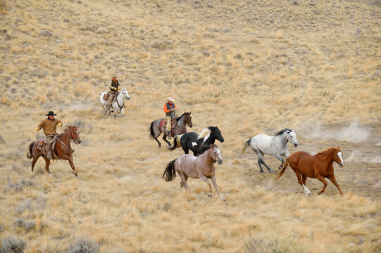Cowboys herding horses in wilderness, Rocky Mountains, Wyoming, USA