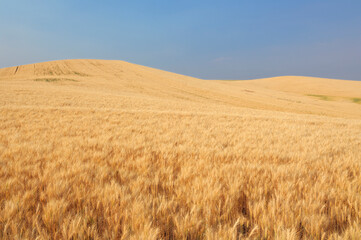Golden ripe wheat field ready for harvesting in the Palouse Region near Colfax in Whitman County, Washington State, USA