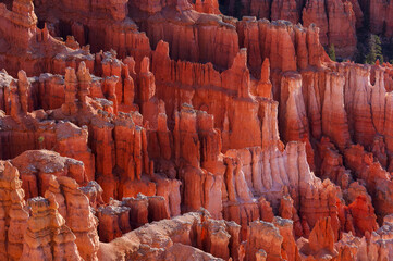 Hoodoos of the Claron Formation at sunrise in Bryce Canyon National Park, Utah, USA