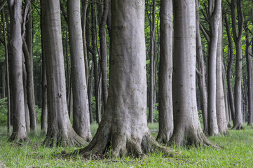 Low section of tree trunks in a beech tree (Fagus sylvatica) forest in Mecklenburg Vorpommern, Germany