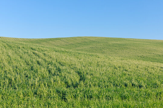 Green wheat field with clear blue sky in spring near Ronda in the Malaga Province in Andalusia, Spain