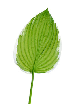 Close-up of a Hosta sieboldii leaf on a white background, Germany