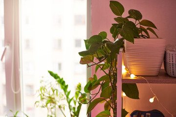 epipremnum in home interior. Interior decoration with homeplants. Background. copy space