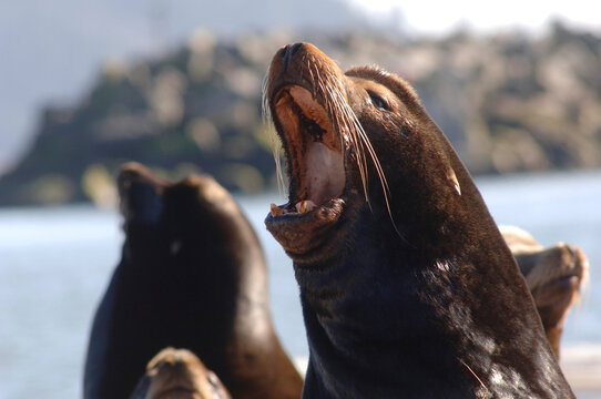 Portrait of Seals