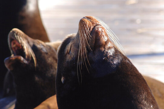 Seals Sunning Themselves