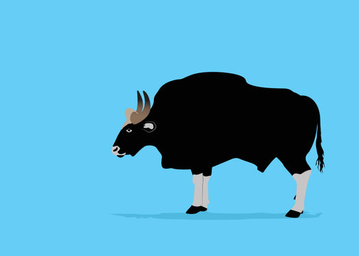 Isolated bull animal design.Bull silhouette of standing in different poses and Lonely bull. Bull logo design, vector illustration.