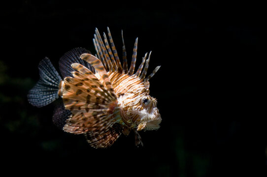 Portrait of Lionfish