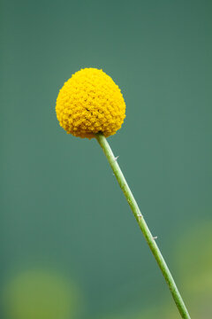 Close-up of native Billy Buttons yellow flower ball.