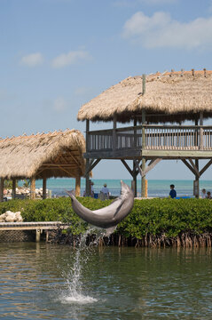 Marathon Dolphin Sanctuary, Marathon, Monroe County, Florida Keys, Florida, USA