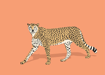 Fototapeta na wymiar Cheetah big wild cat african design character vector illustration on color background. Vector of flat hand drawn cheetah isolated.