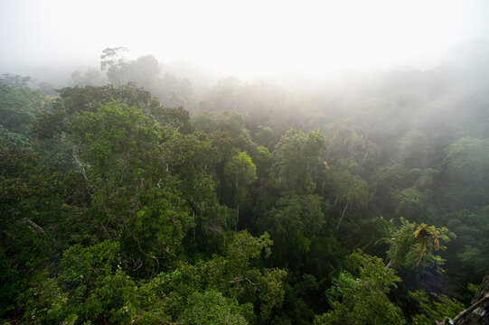 Amazon Rainforest, Sacha Lodge, Ecuador