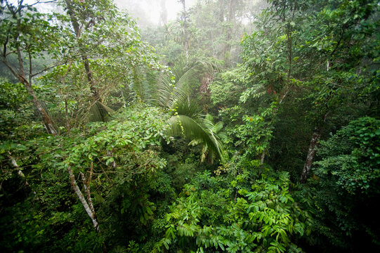 Amazon Rainforest, Sacha Lodge, Ecuador