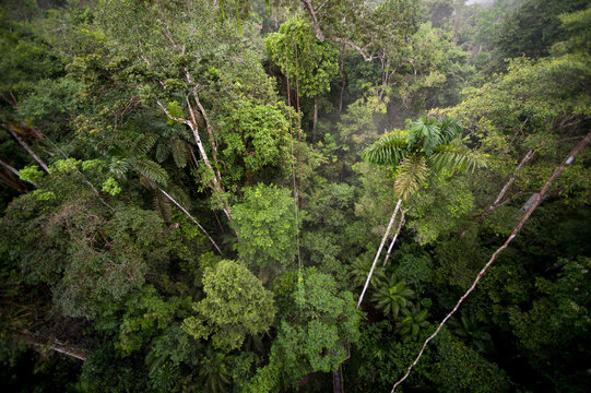 Amazon Rainforest, Sacha Lodge, Ecuador