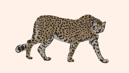 Cheetah big wild cat african design character vector illustration on color background. Vector of flat hand drawn cheetah isolated.