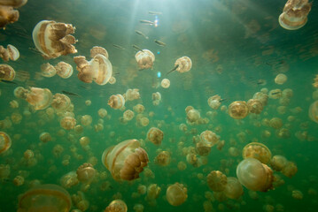 Large Group of Stingless Jellyfish (Ornate Cassiopeia) Underwater with Rays of Sunlight Shining through Water, Palau, Micronesia