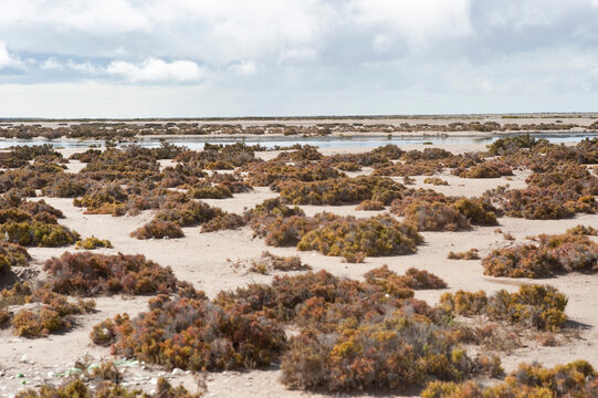 Desert Landscape, Baja, Mexico