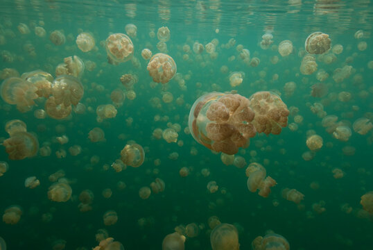 Large Group of Stingless Jellyfish (Ornate Cassiopeia) Underwater, close to the Surface, Palau, Micronesia