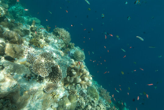 Underwater View of Coral Reef with Small Fish Swimming nearby, Palau, Micronesia