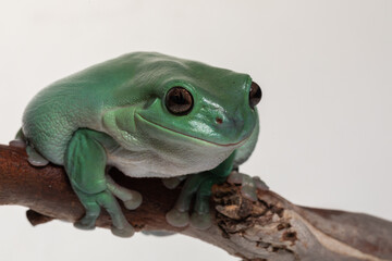 Australian Green Tree Frog (Ranoidea cerulean) on a white background.