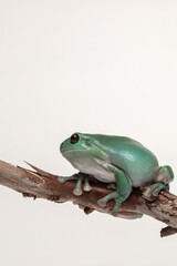Australian Green Tree Frog (Ranoidea caerulea) on a white background.